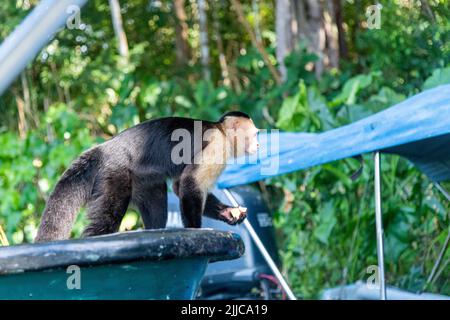 Una scimmia cappuccina bianca che raccoglie un pezzo di mela da una barca a Monkey Island a Panama Foto Stock