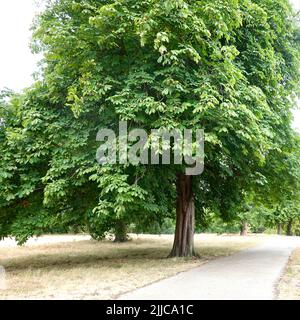 Ipswich, Suffolk, Regno Unito - 25 luglio 2022: Albero di cavallo castagno conker in Christchurch Park in una calda mattinata estiva. Foto Stock