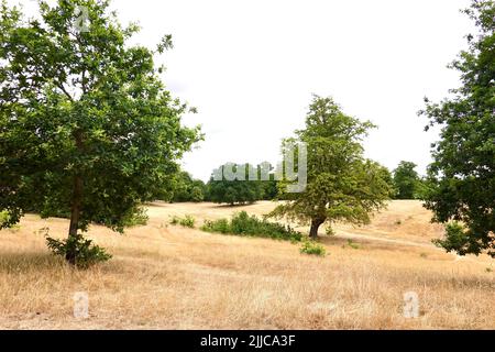 Ipswich, Suffolk, Regno Unito - 25 luglio 2022: Erba pascolata a Christchurch Park in una calda mattinata estiva. Foto Stock