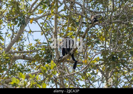 Una scimmia urlata arroccata su un ramo in una foresta pluviale all'isola delle scimmie a Panama Foto Stock