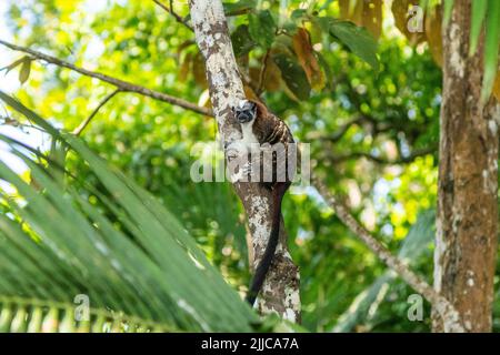 Una scimmia tamarina geoffroys arroccata su un albero a Monkey Island in Panama Foto Stock
