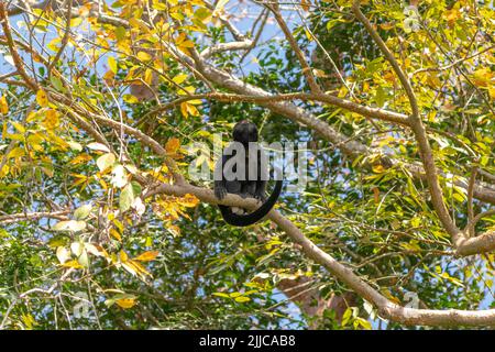 Una scimmia urlata arroccata su un ramo in una foresta pluviale all'isola delle scimmie a Panama Foto Stock