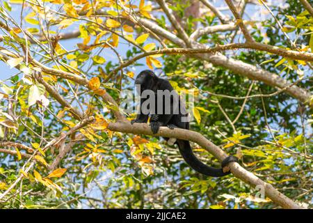 Una scimmia urlata arroccata su un ramo in una foresta pluviale all'isola delle scimmie a Panama Foto Stock