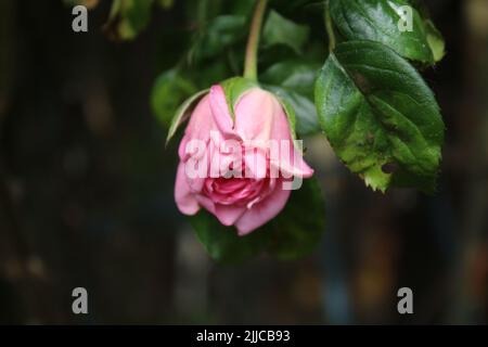 Rose rosa in primo piano. Fotografia della Regina dei Fiori. Un albero cespuglioso con fiori rosa. I Rosebouds sono circondati da foglie verdi. Pianta spinosa. Foto Stock