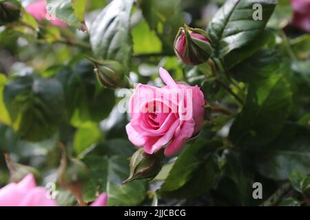 Rose rosa in primo piano. Fotografia della Regina dei Fiori. Un albero cespuglioso con fiori rosa. I Rosebouds sono circondati da foglie verdi. Pianta spinosa. Foto Stock