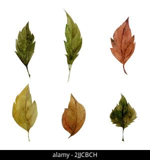 Acquerello set di elementi disegnati a mano con rami autunnali e foglie. Isolato su sfondo bianco. Design per inviti, matrimoni o biglietti d'auguri Foto Stock