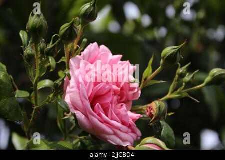 L'infiorescenza della rosa rosa. Fotografia della Regina dei Fiori. Un albero cespuglioso con fiori rosa. I Rosebouds sono circondati da foglie verdi. Rose spinose. Foto Stock