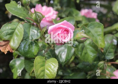 Rose rosa in primo piano. Fotografia della Regina dei Fiori. Un albero cespuglioso con fiori rosa. I Rosebouds sono circondati da foglie verdi. Pianta spinosa. Foto Stock