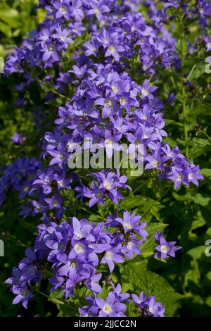 Primo piano di blu viola campanula latifolia fiore fiori pianta fioritura in crescita in un cottage giardino confine in estate Inghilterra Gran Bretagna Foto Stock