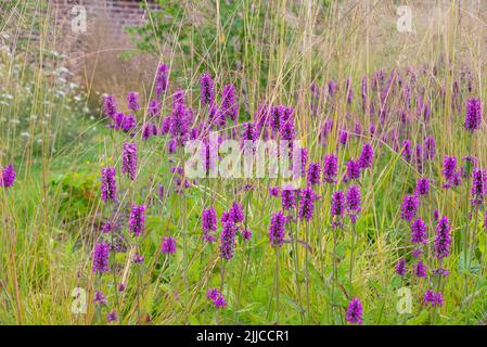 Betonica officinalis (Betony) un fiore selvatico a volte cresciuto in giardini. Visto qui con erbe ornamentali in un giardino inglese. Foto Stock