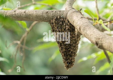 Uno sciame di api selvatiche su un ramo di albero Foto Stock