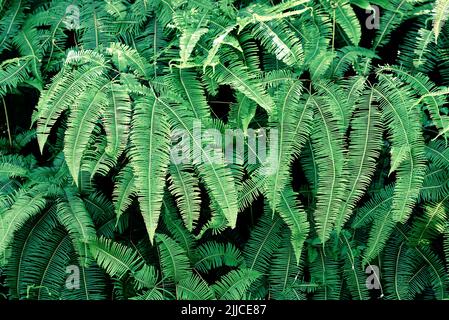 Immagine full frame di un bel verde foglie. Concetto di fogliame sfondo Foto Stock