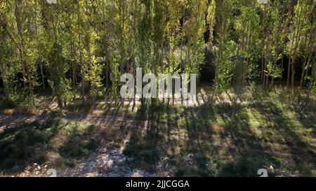 Luce mattutina che cade attraverso una fila di pioppi sulle rive di un piccolo fiume Foto Stock