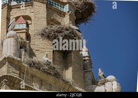 Una colonia di cicogne bianche nidi sulla Iglesia Santa Maria in Ejea de los Caballeros, Spagna Foto Stock