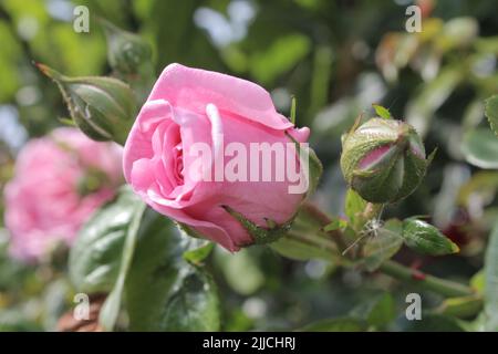 Macrofotografia ad infiorescenza di rose. L'estate fiorisce in primo piano. Rose rosa in giardino. Petali di fiori rosa. Sfondo verde. Lussureggiante foliage. Boccola. Foto Stock
