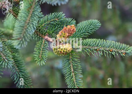 Sitka Spruce 'Picea sichensis', sempreverde, California North Coast. Foto Stock