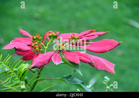 Bracche rosse (foglie) su un arbusto Poinsettia 'Euphorbia pulcherrima' che cresce nel Giardino a Wingfield Estate a St Kitts & Nevis, isola caraibica. Foto Stock