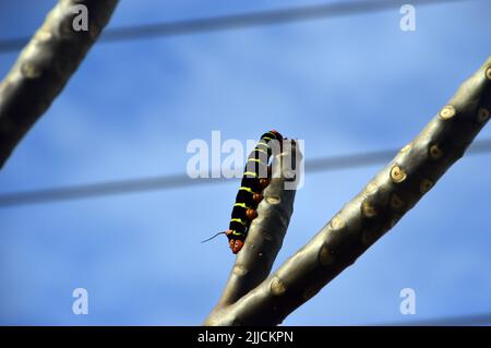 Una grande striscia nera e gialla del bruco di Frangipani (Pseudosphinx tetrio) in un albero su Basseterre, St Kitts & Nevis, isola caraibica. Foto Stock