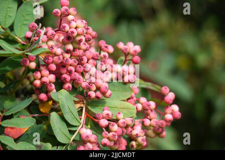 Mazzo di Pseudohupehensis 'Pagoda Rosa' (Cenere di montagna Cinese) Berries coltivati a RHS Garden Harlow Carr, Harrogate, Yorkshire, Regno Unito. Foto Stock