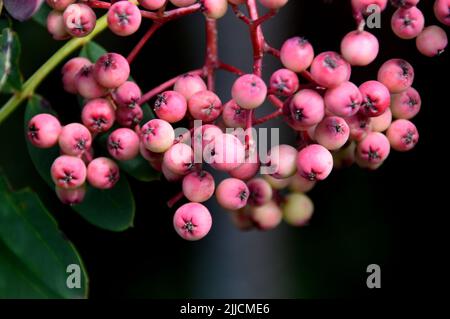 Mazzo di Pseudohupehensis 'Pagoda Rosa' (Cenere di montagna Cinese) Berries coltivati a RHS Garden Harlow Carr, Harrogate, Yorkshire, Regno Unito. Foto Stock