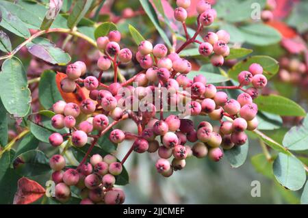 Mazzo di Pseudohupehensis 'Pagoda Rosa' (Cenere di montagna Cinese) Berries coltivati a RHS Garden Harlow Carr, Harrogate, Yorkshire, Regno Unito. Foto Stock