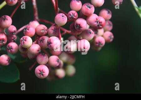 Mazzo di Pseudohupehensis 'Pagoda Rosa' (Cenere di montagna Cinese) Berries coltivati a RHS Garden Harlow Carr, Harrogate, Yorkshire, Regno Unito. Foto Stock