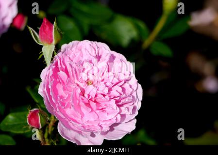 Singolo Pink Harlow Carr Rosa (Aushouse) doppio David Austin Rose cresciuto a RHS Garden Harlow Carr, Harrogate, Yorkshire, Regno Unito. Foto Stock