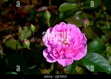 Singolo Pink Harlow Carr Rosa (Aushouse) doppio David Austin Rose cresciuto a RHS Garden Harlow Carr, Harrogate, Yorkshire, Regno Unito. Foto Stock