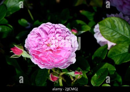 Singolo Pink Harlow Carr Rosa (Aushouse) doppio David Austin Rose cresciuto a RHS Garden Harlow Carr, Harrogate, Yorkshire, Regno Unito. Foto Stock