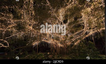 104 luci fairy coperto l'albero di fichi di notte sui giardini botanici della città. Brisbane, Australia. Foto Stock