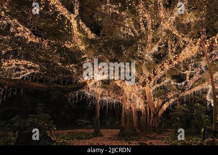 105 luci fairy coperto l'albero di fichi di notte sui giardini botanici della città. Brisbane, Australia. Foto Stock