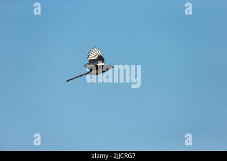 Comune magpie Pica pica, adulto in volo contro un cielo blu, Tiszaalpár, Ungheria, giugno Foto Stock