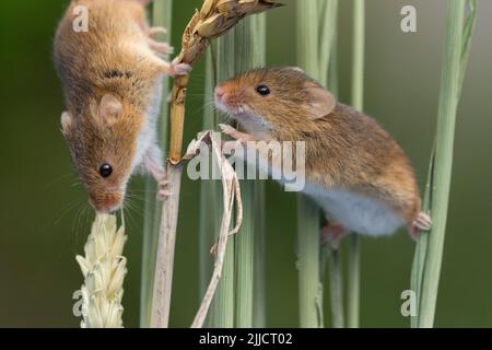 Harvest mouse Micromys minutus (prigioniera), maschi adulti, asta di arrampicata, Solihull, West Midlands nel mese di aprile. Foto Stock