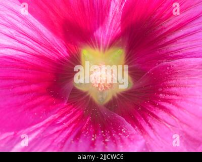 Questa bella scarlatta Rose Mallow - visto qui in primo piano - mette in mostra un bell'anno nel nostro giardino. La muta di rosa (Hibiscus moscheutos) è un grande, fas Foto Stock