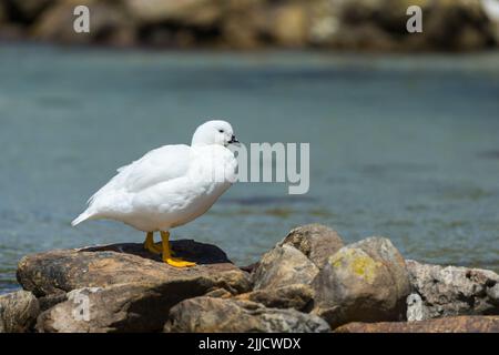 Kelp oca Chloephaga ibrida, adulto maschio, arroccato su rocce, New Island, Isole Falkland nel mese di dicembre. Foto Stock