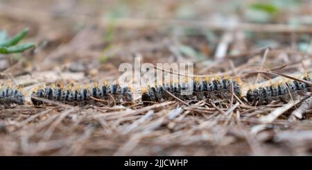 I pilastri della catena del pino (Thaumetopoea pityocampa) Foto Stock