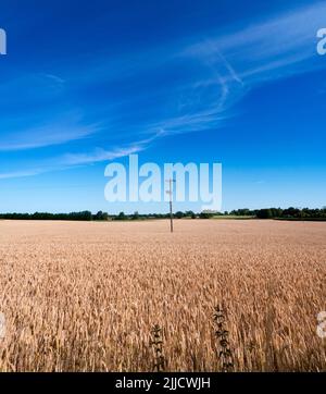 Ecco un campo di grano quasi maturo di Radley Collage, in attesa delle gare mercie della mietitrebbia. Un sentiero di legge comune divide il campo Foto Stock