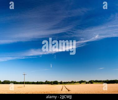 Ecco un campo di grano quasi maturo di Radley Collage, in attesa delle gare mercie della mietitrebbia. Un sentiero di legge comune divide il campo Foto Stock