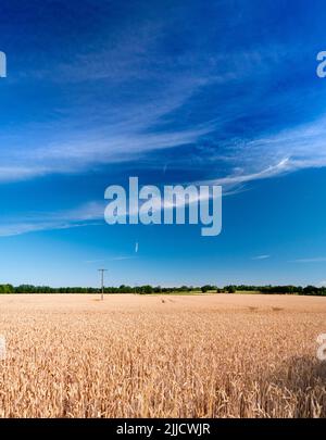 Ecco un campo di grano quasi maturo di Radley Collage, in attesa delle gare mercie della mietitrebbia. Un sentiero di legge comune divide il campo Foto Stock