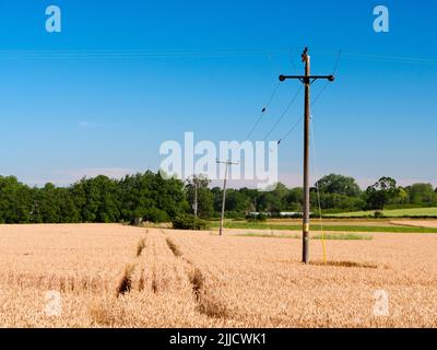 Ecco un campo di grano quasi maturo di Radley Collage, in attesa delle gare mercie della mietitrebbia. Un sentiero di legge comune divide il campo Foto Stock