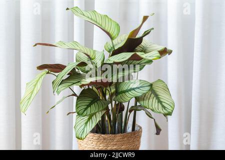 Calathea Majestica ‘White Star’ (goeppertia majestica) pianta in interni moderni Foto Stock