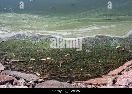 Le alghe blu-verdi fioriscono a Helsinki, Finlandia Foto Stock