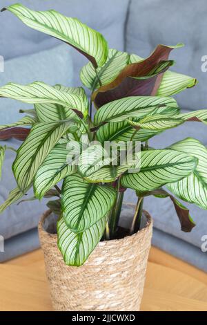 Calathea Majestica ‘White Star’ (goeppertia majestica) pianta in interni moderni Foto Stock