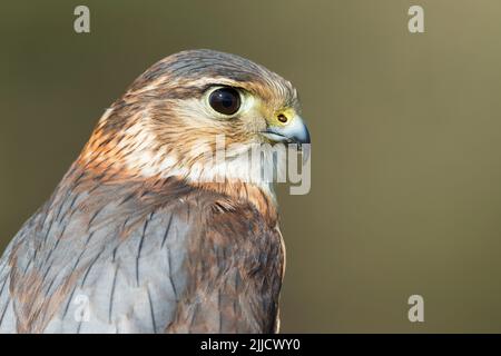 Merln Falco columbarius (prigioniero), maschio immaturo, profilo shot, Hawk Conservancy Trust, Hampshire, Regno Unito, Aprile Foto Stock