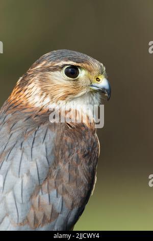 Merln Falco columbarius (prigioniero), maschio immaturo, profilo shot, Hawk Conservancy Trust, Hampshire, Regno Unito, Aprile Foto Stock