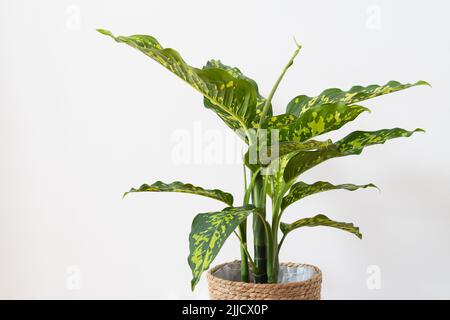 Dieffenbachia (canna da mastio) Seguine Cheetah pianta variegata Foto Stock