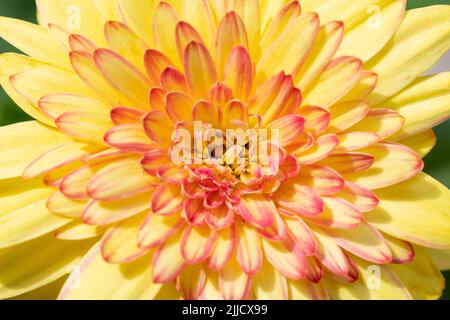Gerbera giallo fiore rosa in primo piano, su sfondo scuro Foto Stock