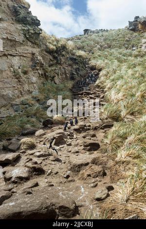 Il pinguino del sud del rockhopper Eudyptes crisocome, tornando alla colonia di allevamento lungo l'autostrada dei pinguini, New Island, Isole Falkland nel mese di dicembre. Foto Stock