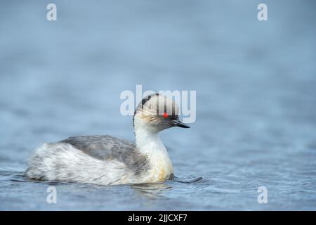 Argentea Podiceps occipitalis, adulto, nuoto su Long Pond, Sea Lion Island, Isole Falkland nel mese di dicembre. Foto Stock