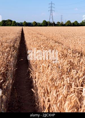 Amo i piloni elettrici; trovo le loro forme astratte e gaunt infinitamente affascinanti. Qui vediamo una linea di loro in un campo quasi maturo di grano da t Foto Stock